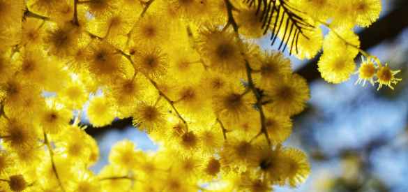 Kadın Dayanışmasının Sembolü Mimoza Çiçeği