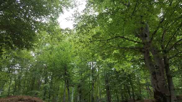 Ağaç ve Orman Temalı İngilizce Etkinlikler